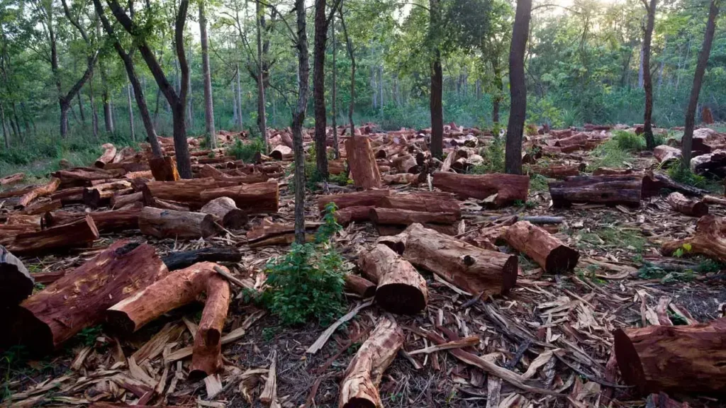 Community-Led Solutions to Deforestation in Southern Nigeria
